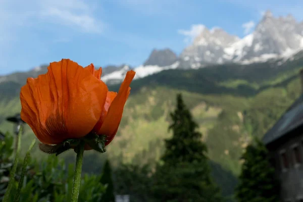 Amapola Roja Fondo Picos Montaña Cubiertos Nieve — Foto de Stock