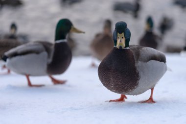 Ördekler parkta donmuş kış havuzda yüzüyor
