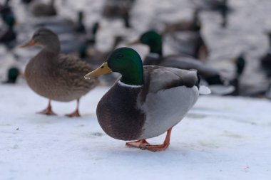 Ördekler parkta donmuş kış havuzda yüzüyor