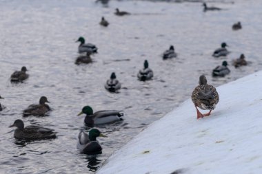 Ördekler parkta donmuş kış havuzda yüzüyor