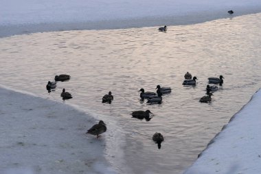 Ördekler parkta donmuş kış havuzda yüzüyor