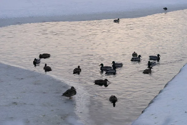 Ördekler parkta donmuş kış havuzda yüzüyor