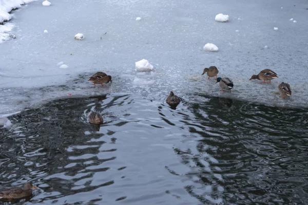 Ördekler parkta donmuş kış havuzda yüzüyor