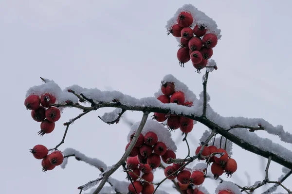Hagtornsbär Grenar Vintern Trädet Täckt Med Snö — Stockfoto