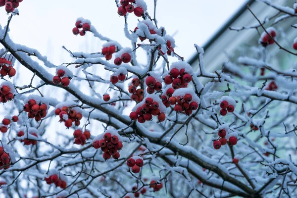 Ягоды Боярышника Ветвях Зимнего Дерева Покрытые Снегом — стоковое фото