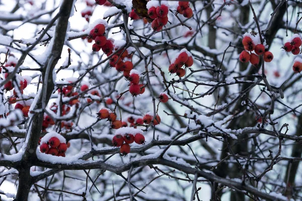 Ягоды Боярышника Ветвях Зимнего Дерева Покрытые Снегом — стоковое фото
