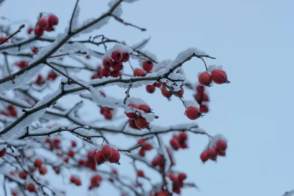 Weißdornbeeren Auf Den Zweigen Des Schneebedeckten Winterbaums lizenzfreie Stockbilder