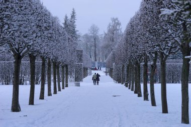Kar ağaçlar ve yere park, mucize sis ile güzel sokak ile kaplı