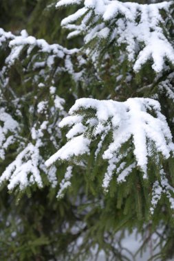 Rus kış aylarında karla kaplı çam ağacının dalını