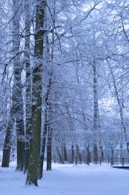 Kar ağaçlar ve yere park, mucize sis ile güzel sokak ile kaplı
