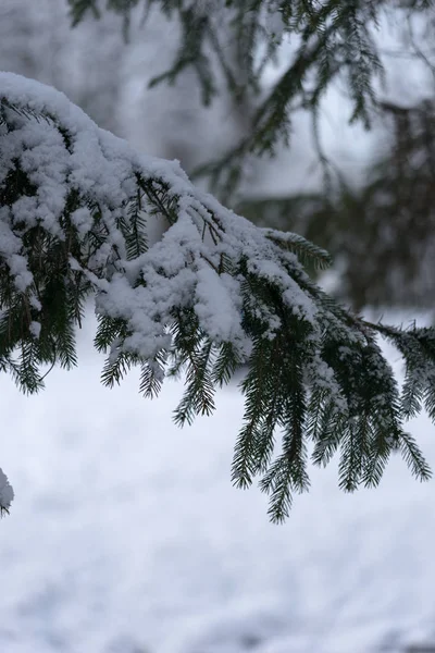 Rama Abeto Cubierto Nieve Durante Invierno Ruso — Foto de Stock