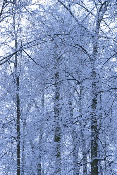 Bedekt Met Sneeuw Bomen Grond Het Park Mooie Steegje Met — Stockfoto