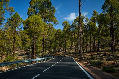 Çam ağaçları ve volkanik lav arasındaki güzel tehlikeli yol      