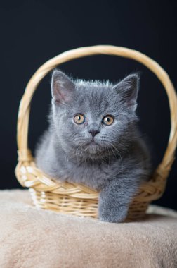 Britanya ile ilgili stenografi kedi