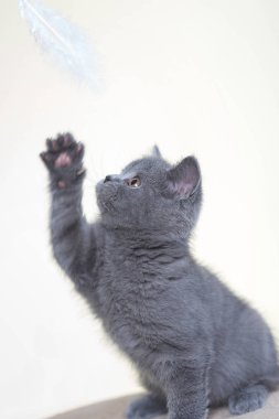 Britanya ile ilgili stenografi kedi