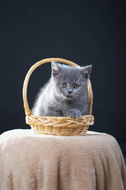 Britanya ile ilgili stenografi kedi