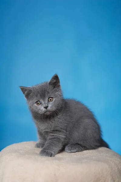 British shorthair kitten — Stock Photo, Image