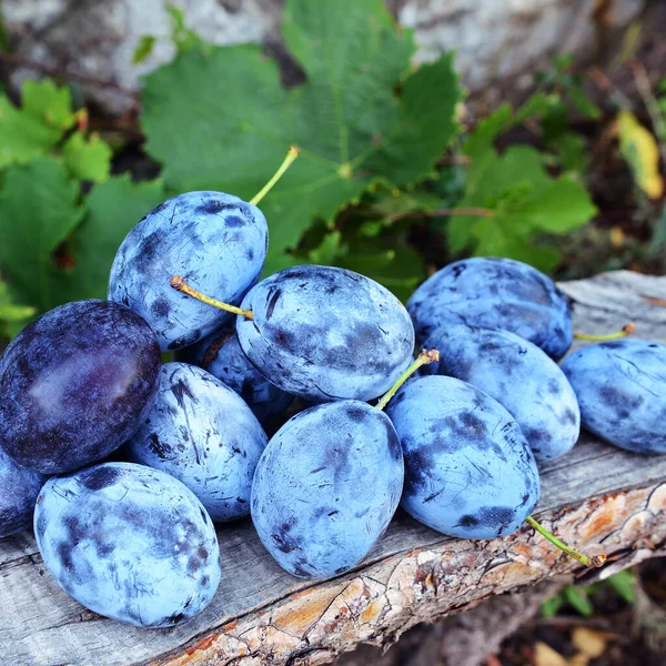 Taze toplanmış organik erikler.
