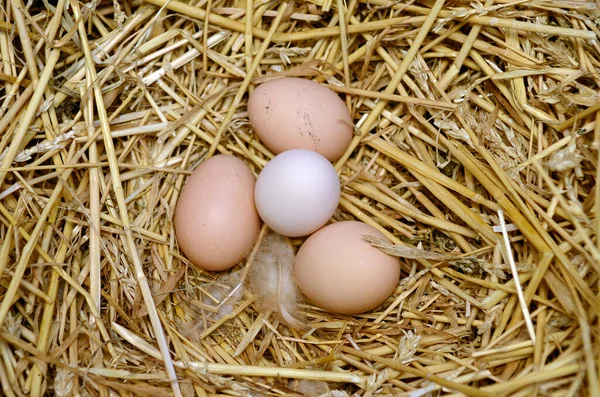 Organik tavuk çiftliğinde saman yuvasındaki yumurtalar
