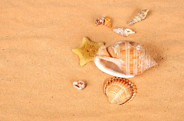 Shell Beautiful Sandy Beach — Stock Photo, Image