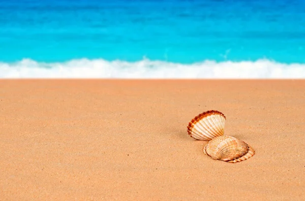 Shell Beautiful Sandy Beach — Stock Photo, Image