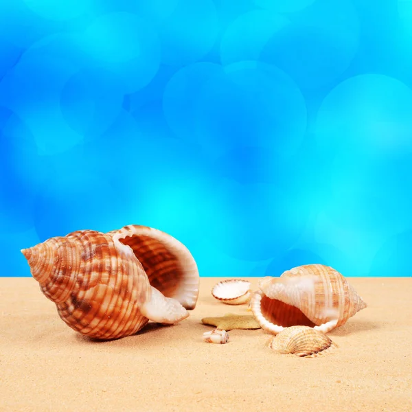 Shell Beautiful Sandy Beach — Stock Photo, Image