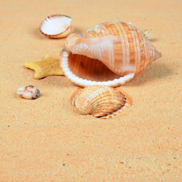 Shell Beautiful Sandy Beach — Stock Photo, Image