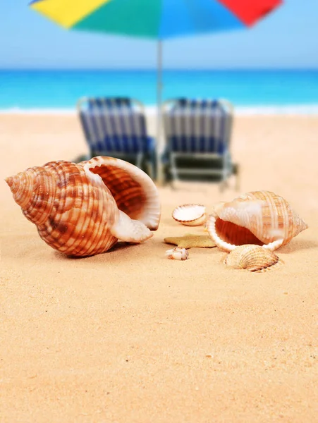 Shell Beautiful Sandy Beach Sunbed — Stock Photo, Image