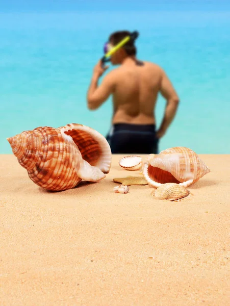 Shell Στην Όμορφη Αμμώδη Παραλία Και Δύτης Royalty Free Εικόνες Αρχείου