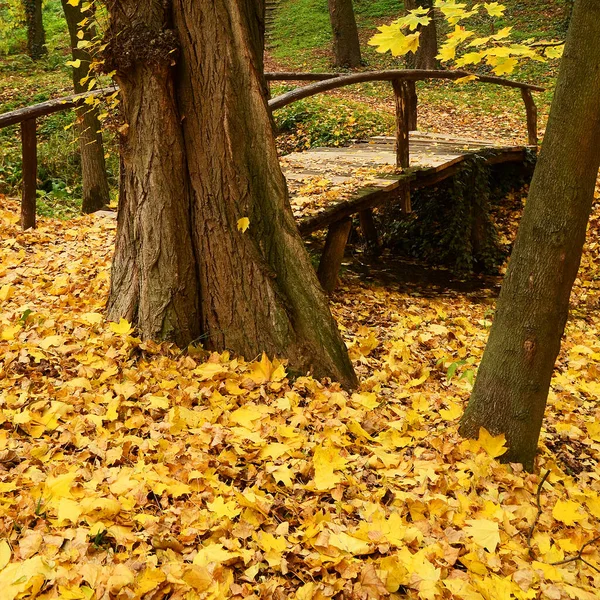 Vieux Pont Dans Forêt Avec Des Feuilles Automne Jaune Luxuriantes Photos De Stock Libres De Droits