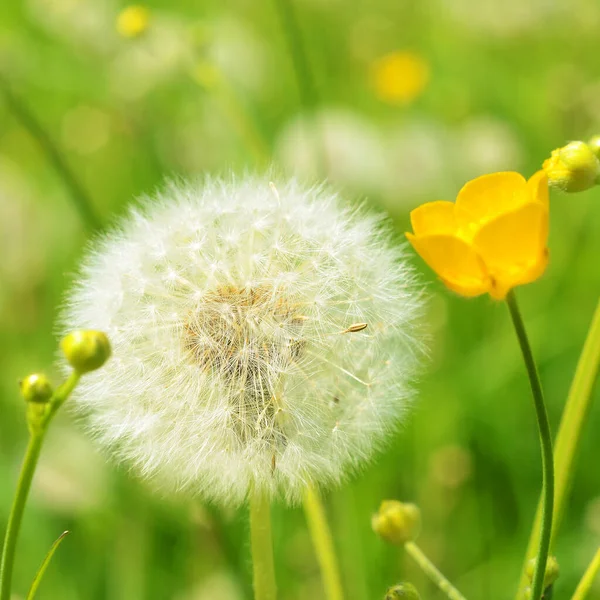 Blossomed Dandelion Green Meadow Royalty Free Stock Photos