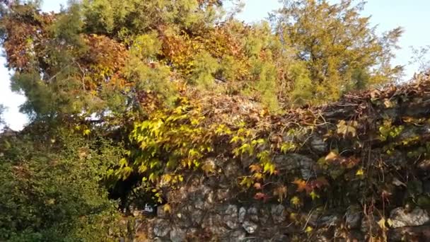 Каменная стена с растительностью — стоковое видео