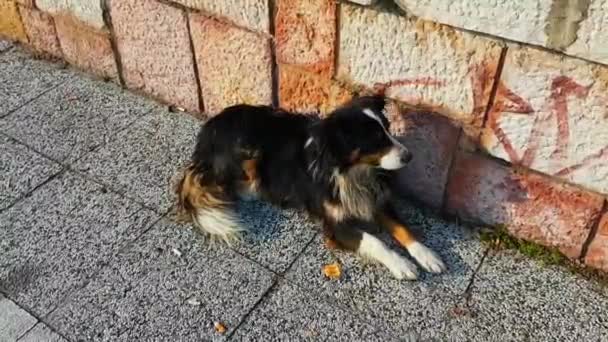 Hund Liegt Auf Der Straße — Stockvideo