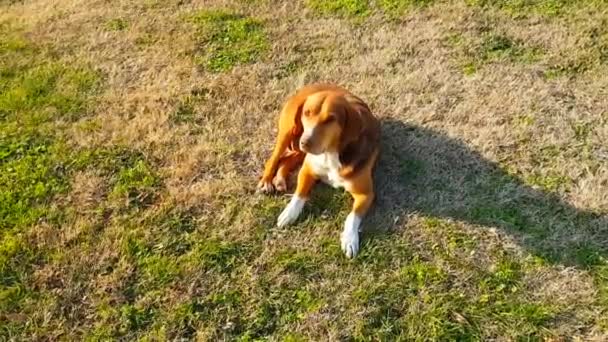 Perro en la calle — Vídeos de Stock