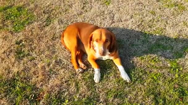 Perro en la calle — Vídeo de stock