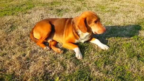 Perro en la calle — Vídeos de Stock