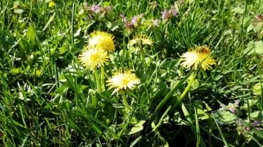 Sarı karahindiba çiçeğinin üzerindeki arı