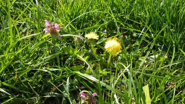 Abeille Sur Fleur Pissenlit Jaune — Video