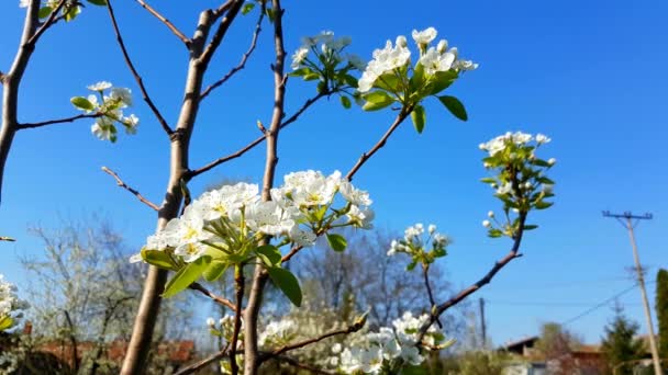 Jarní květiny strom — Stock video