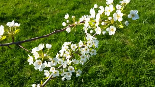 Árbol de flores de primavera — Vídeos de Stock