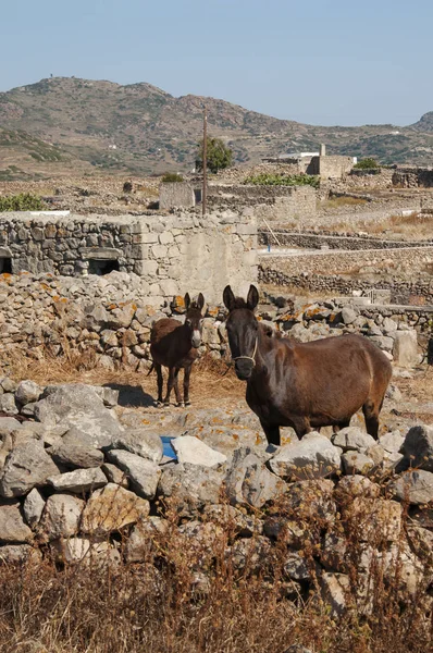 Donkey Horse Rural Landscape Greece Hot Sunny Day — Stock Photo, Image