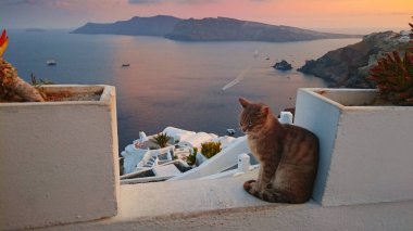 Santorini Adası 'ndaki Oia Town' da kedi.
