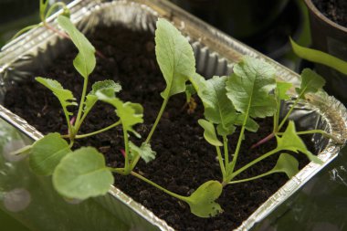 Şehir Bahçesi, Yetiştirilen Sebzeler, Turp Bebek Bitkileri