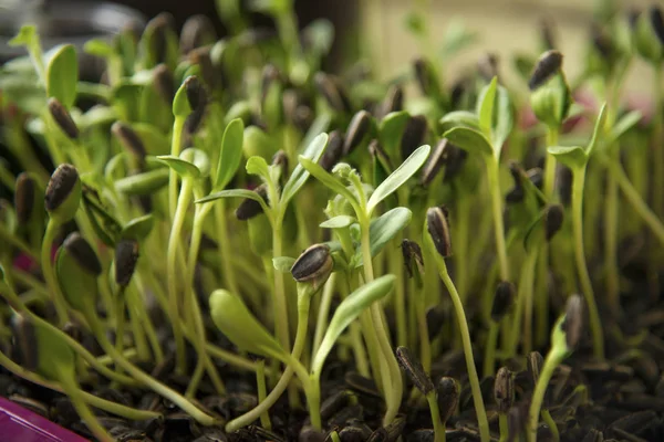 Stedelijke Tuinieren Groenten Verbouwen Thuis Zonnebloem Microgreens — Stockfoto