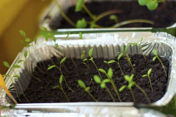 Urban Gardening Growing Vegetables Home Parsley Germinating — Stock Photo, Image