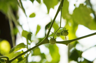Ev yapımı bir domatesin, tatlı bezelye çeşitliliğinden, kapalı terasta.