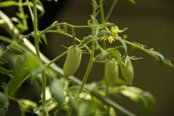 Großaufnahme Einer Selbst Angebauten Tomate Von Der Sorte Rahmwurst Auf — Stockfoto