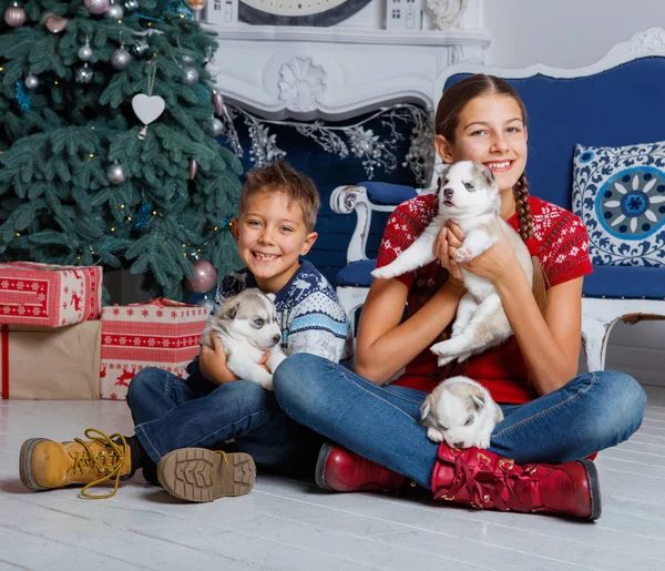 Děti sedí s Husky štěňata — Stock fotografie