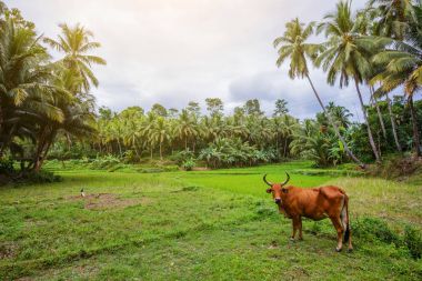 Pirinç alan tarihinde Bohol, Filipinler