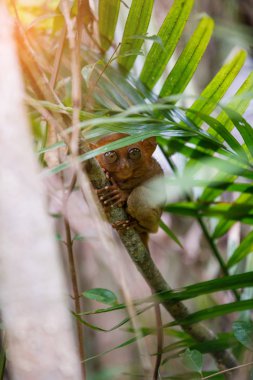 Tarsier Bohol, Filipinler, portre portre, ormanda bir ağaç üzerinde oturur.